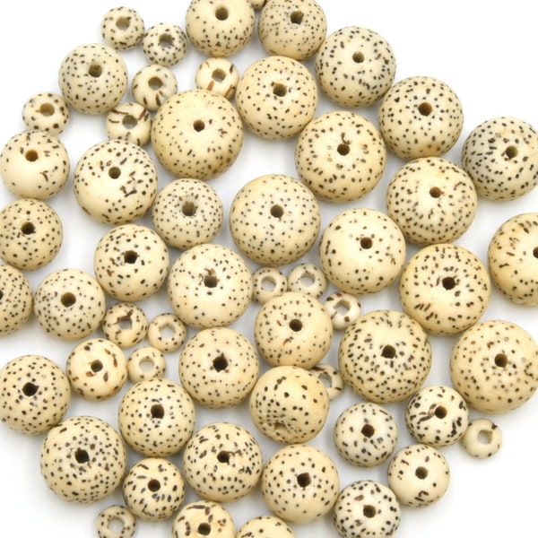 Bodhi Beads Natural AAA | Lotus Seed Beads | Moon and Stars Beads - Bulk Pack of 12pcs