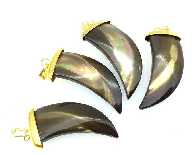 Paua Shell Claw Tooth Pendant, 15mm x 31mm with Gold plated Copper Bail