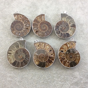 May include: Six polished ammonite fossil pendants with silver-colored metal edging. The fossils display a spiral pattern in shades of brown and tan. Each pendant has a small loop for a chain.