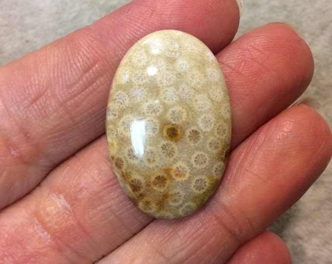 Premium Fossil Coral Oblong Oval Shaped Flat Back Cabochon - Measuring 21mm x 31mm, 5mm Dome Height - Natural High Quality Gemstone