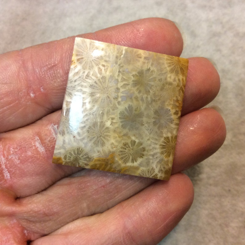 Natural High Quality Gemstone Measuring 33mm x 35mm 5mm Dome Height Fossil Coral Squared Rectangle Shaped Flat Back Cabochon