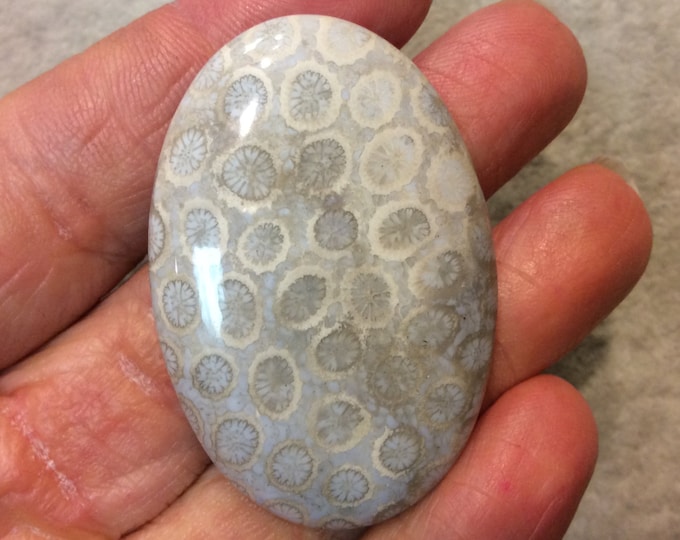 Premium Fossil Coral Oblong Oval Shaped Flat Back Cabochon - Measuring 33mm x 49mm, 6mm Dome Height - Natural High Quality Gemstone