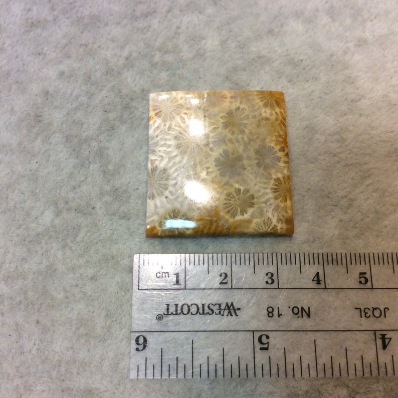 Natural High Quality Gemstone Measuring 33mm x 35mm 5mm Dome Height Fossil Coral Squared Rectangle Shaped Flat Back Cabochon