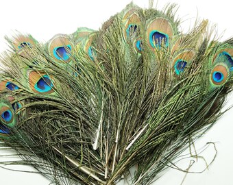 Lot of 10 natural peacock feathers, 20-30 cm