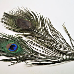 Peacock feathers natural 20-30 cm image 3