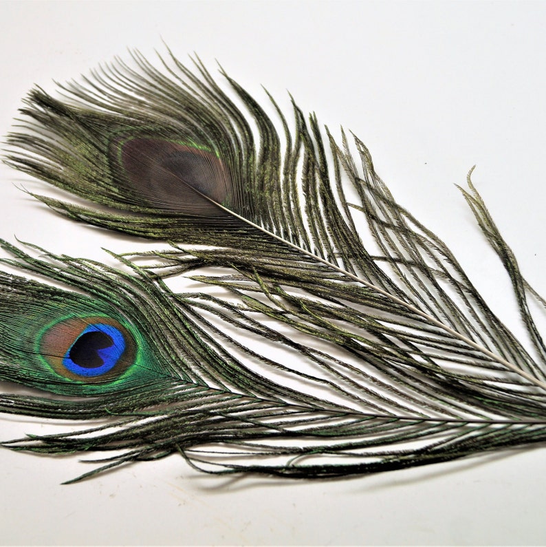 Peacock feathers natural 20-30 cm image 3