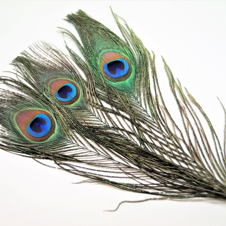 Peacock feathers natural 20-30 cm image 5