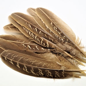 Feathers pheasant natural 10/15 cm, set of 10