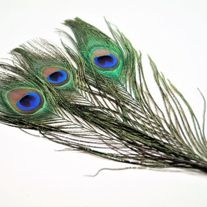 Peacock feathers natural 20-30 cm image 7