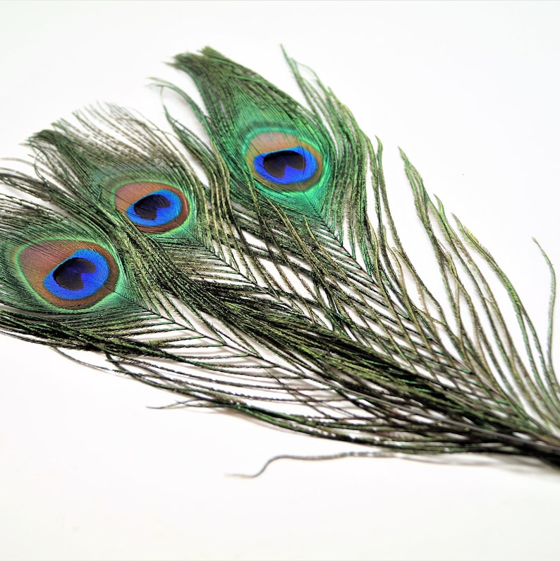 Peacock feathers natural 20-30 cm image 7