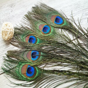 Peacock feathers natural 20-30 cm zdjęcie 1