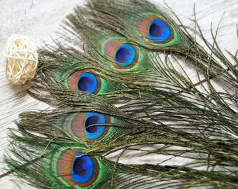 Peacock feathers natural 20-30 cm