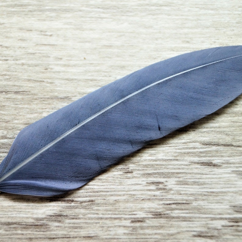 Pendentifs plumes d'oie 60 mm, embouts argentés image 3