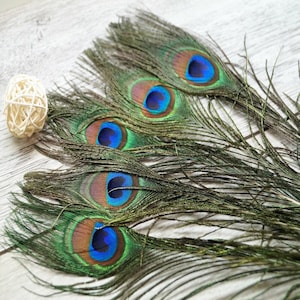 Plumes de Paon naturelles 20-30 cm