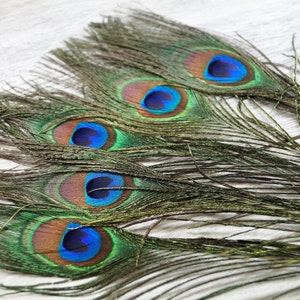Peacock feathers natural 20-30 cm 5 Plumes De Paon
