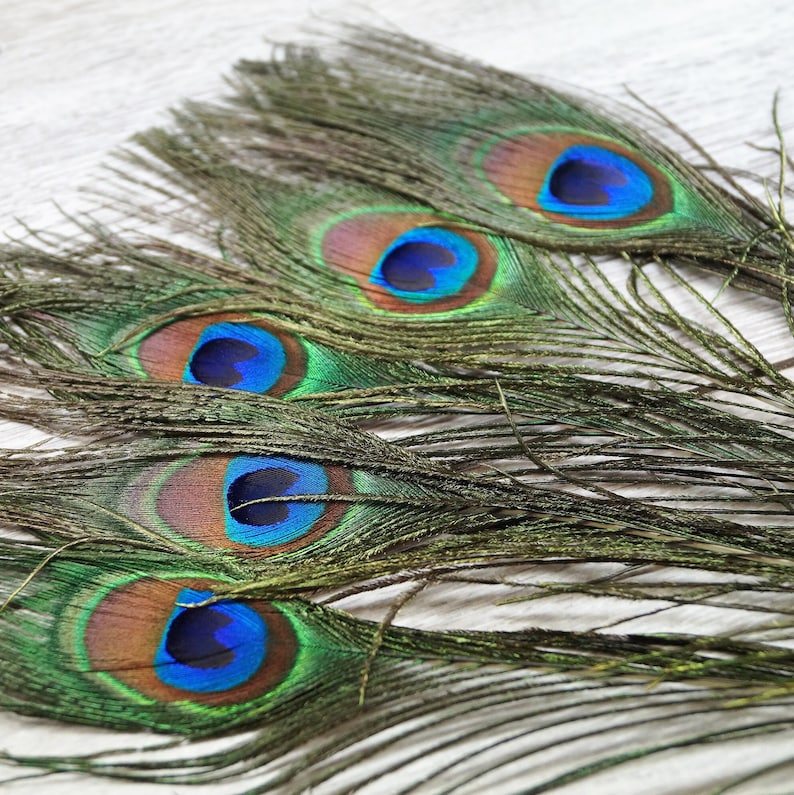 Peacock feathers natural 20-30 cm 5 Plumes De Paon