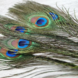 Peacock feathers natural 20-30 cm zdjęcie 8