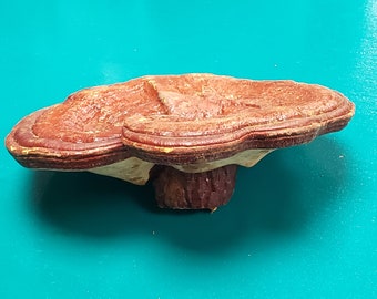 Reishi Mushroom