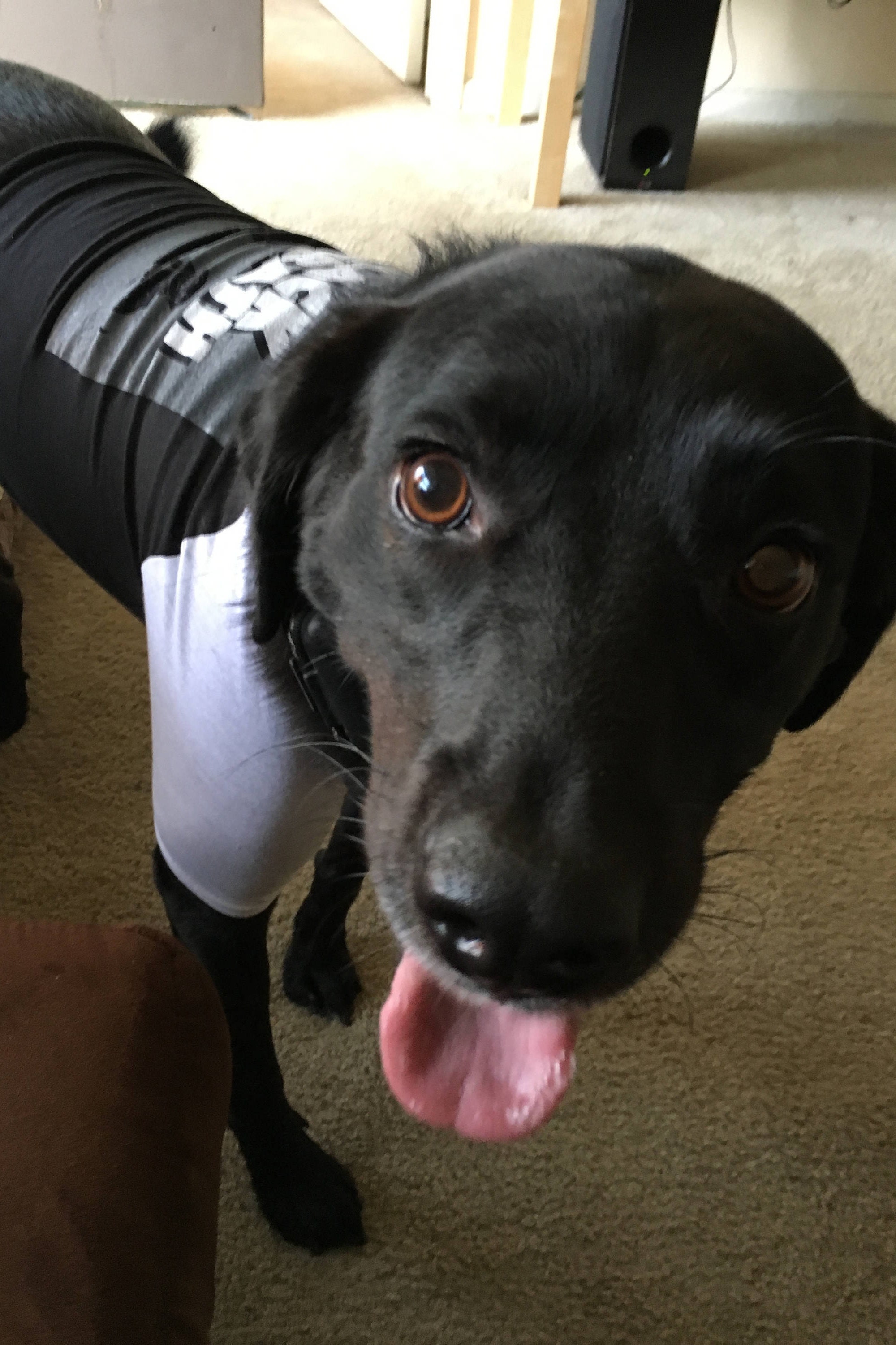 Rock Band Dog T ShirtRock Music Shirts for Dogs and Music Etsy