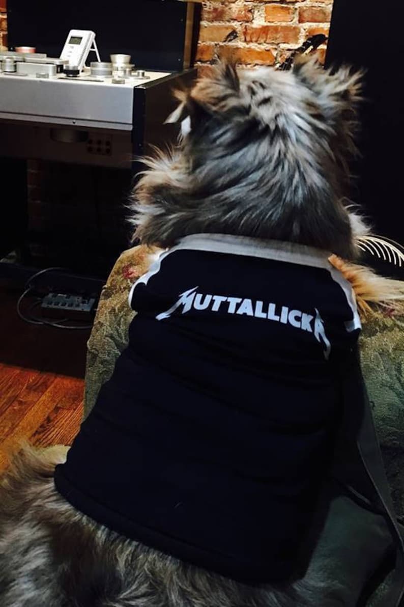 Dog band shirts Clearance