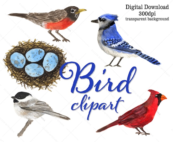 Watercolor Bird Clipart | Painted Birds Digital Stickers Cardinal Bluejay Chickadee Robin Bird's Nest with Robin's Eggs Digital Download Art Il_570xn