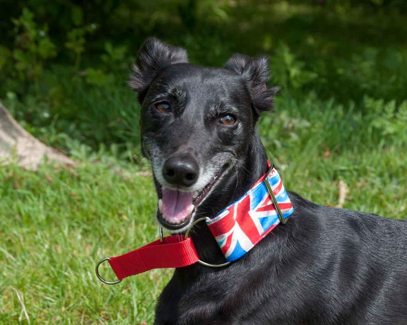 Martingale Collar Union Jack Fun Dog Collar Swarovski Etsy