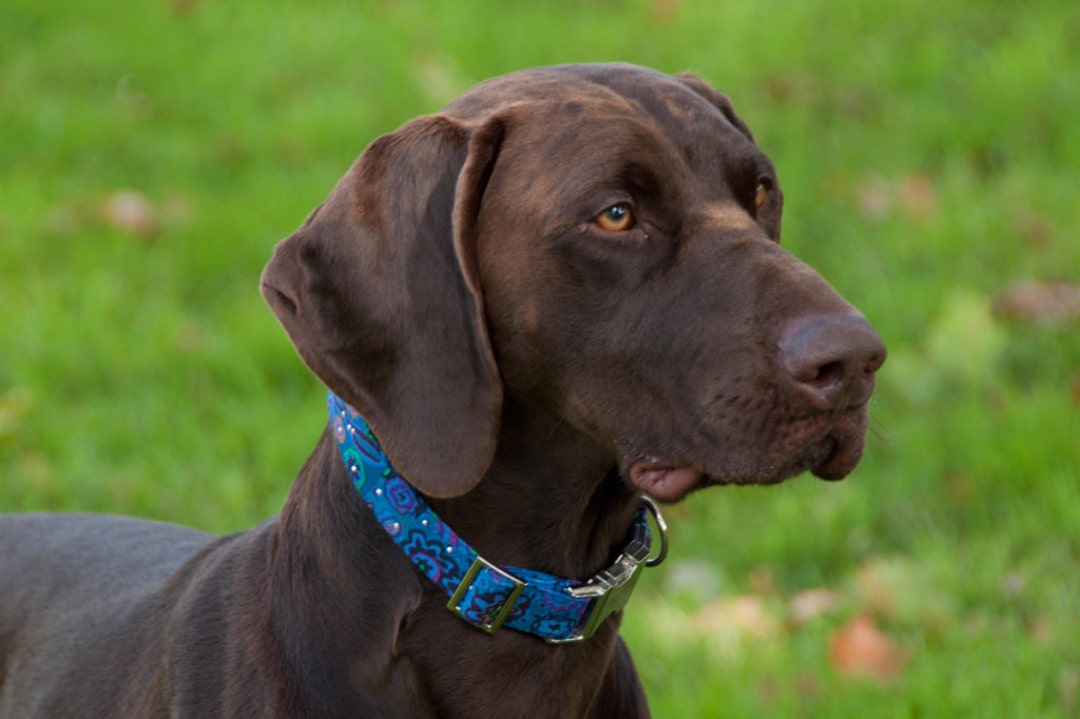 Blue Dog Collar Classic Dog Collar Adjustable Collar Dog Etsy UK