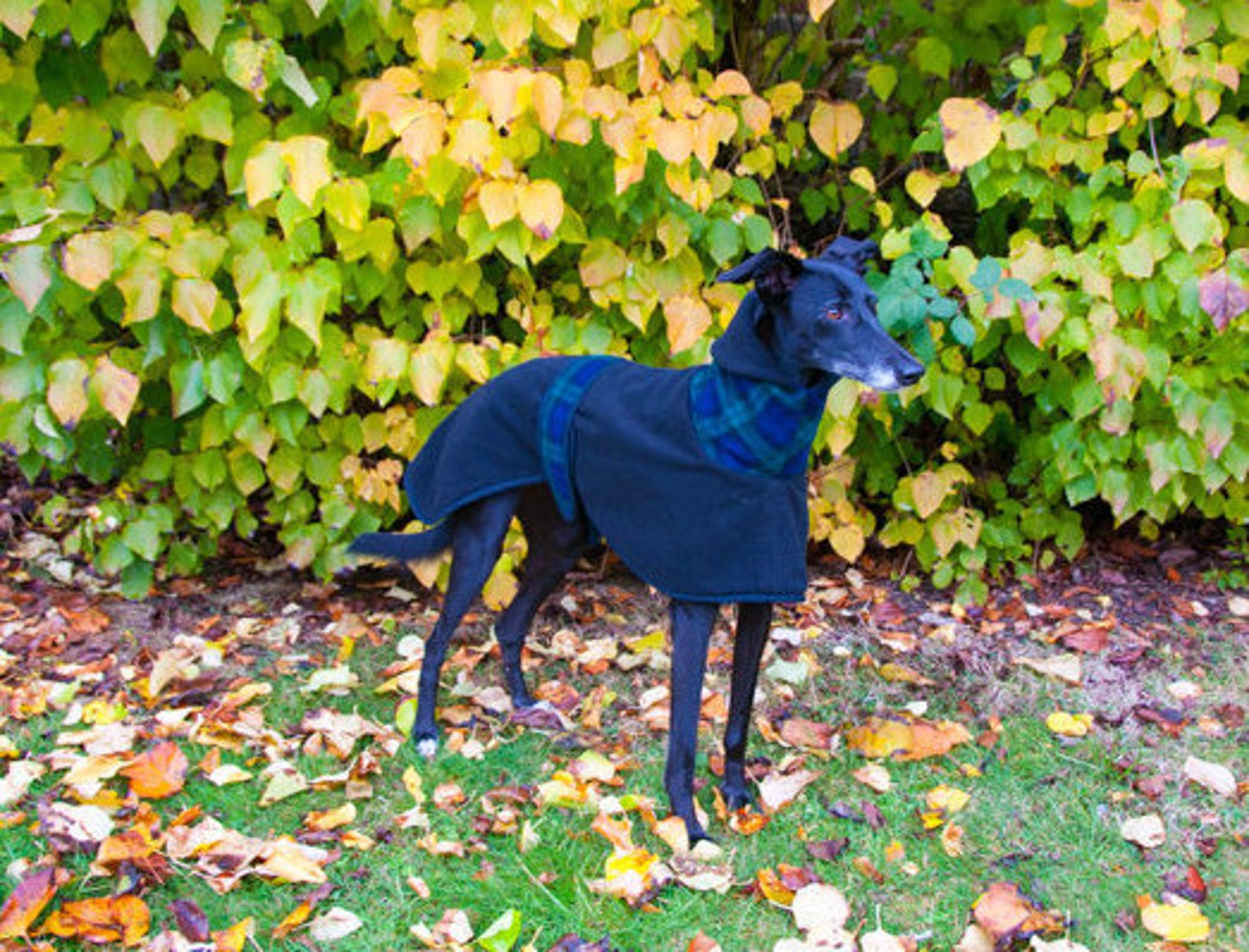 Whippet Fleece Coat Greyhound Fleece Fleece Dog Coat Etsy UK