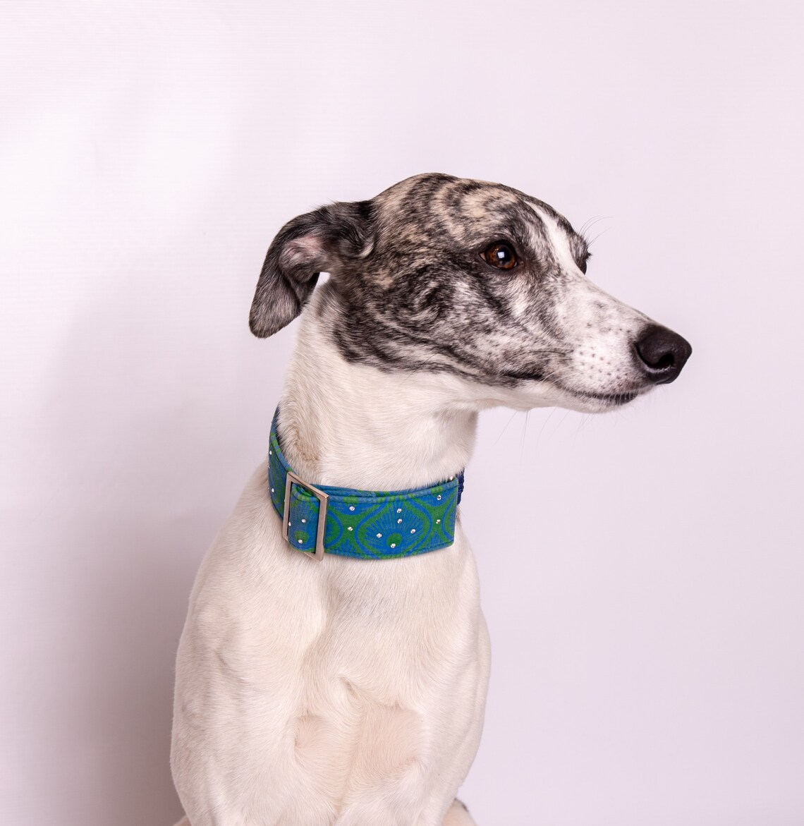 Martingale Collar Greyhound Collar Whippet Collar Peacock Etsy