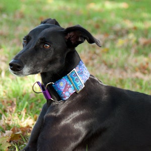 May include: A black dog wearing a patterned collar with blue, purple, and gold accents. The dog is lying on the grass, with its head turned to the left. The collar has a purple loop and a gold buckle.