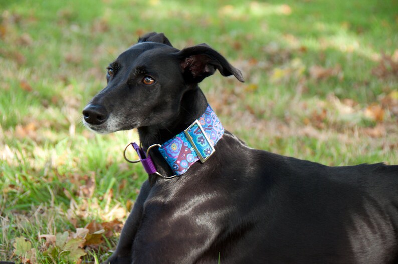 May include: A black dog wearing a patterned collar with blue, purple, and gold accents. The dog is lying on the grass, with its head turned to the left. The collar has a purple loop and a gold buckle.