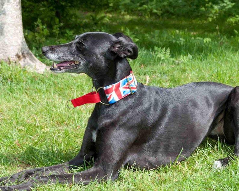 Martingale Collar Union Jack Fun Dog Collar Swarovski Etsy