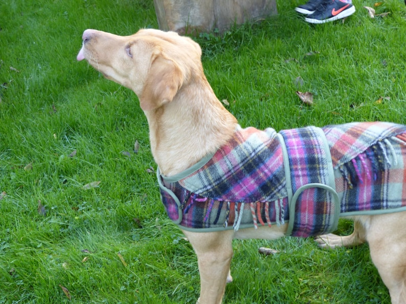Medium Size Dog Winter Coat Made From 100 Wool Recycled Etsy Australia