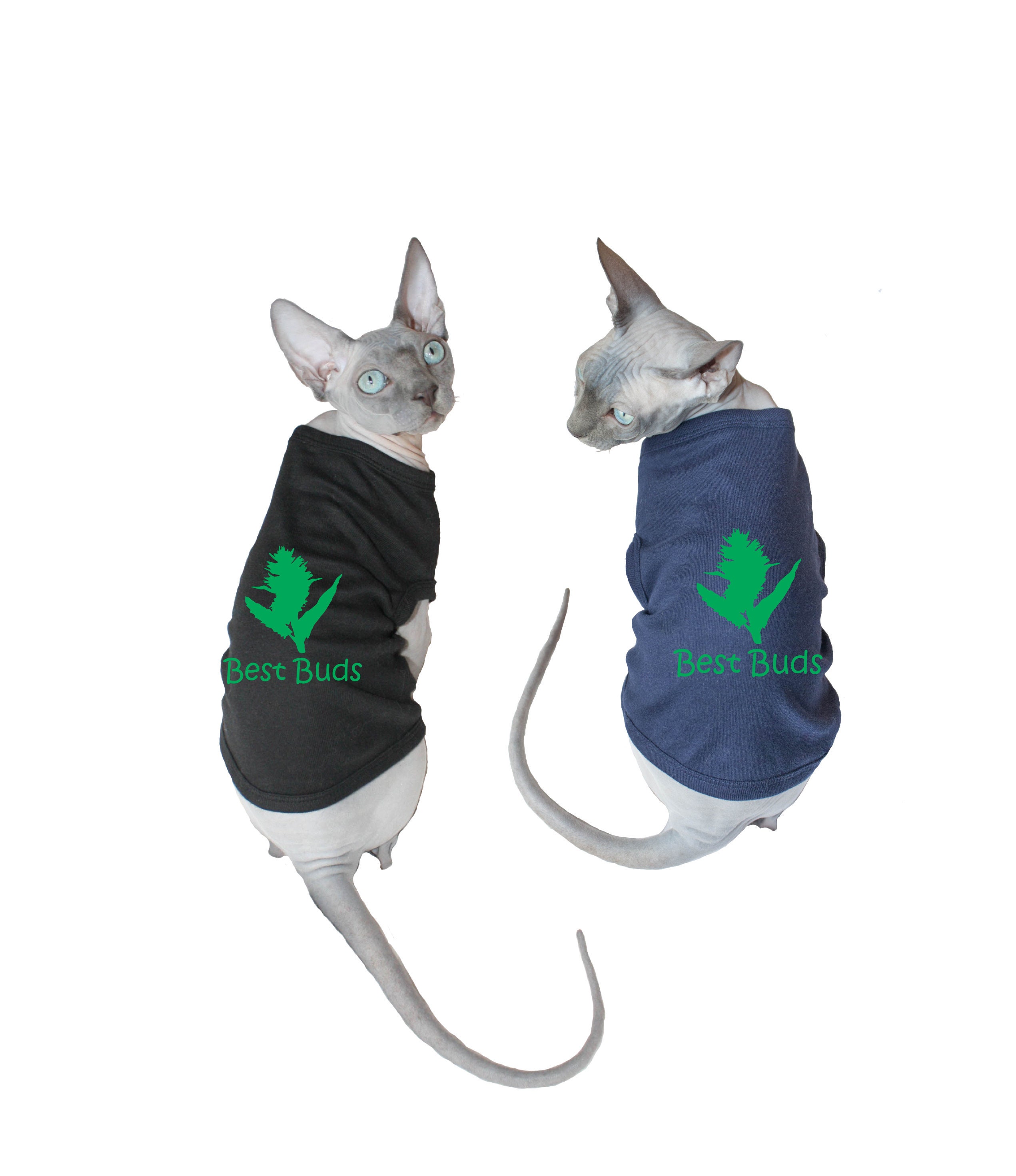 matching cat shirts