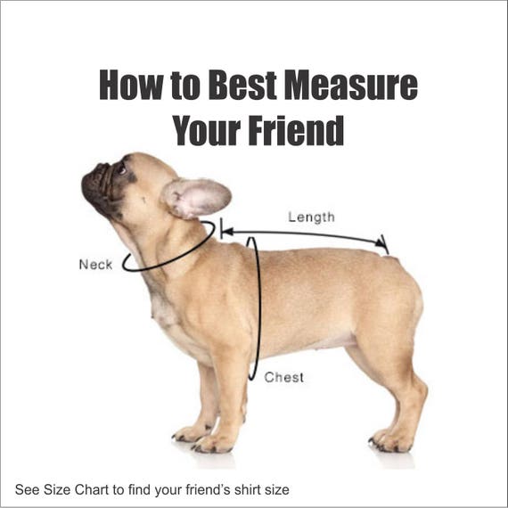 French Bulldog Size Chart