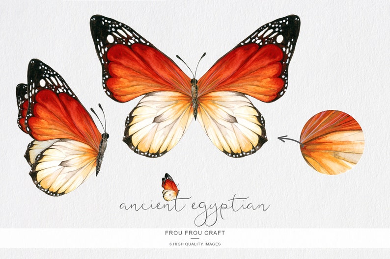 Puede incluir: Ilustraci&oacute;n de acuarela de tres mariposas naranja y blancas con marcas negras. Las mariposas est&aacute;n en varias posiciones, con una mariposa en vuelo y las otras dos mariposas en reposo. El texto "ancient egyptian" est&aacute; escrito debajo de las mariposas.