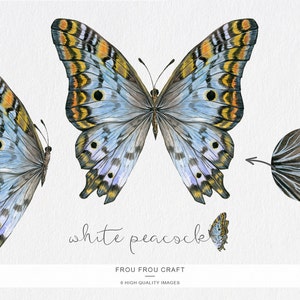 Puede incluir: Una ilustraci&oacute;n de acuarela de una mariposa pavo real blanca con marcas amarillas, naranjas y negras en sus alas. La mariposa se muestra en tres vistas diferentes, incluyendo un primer plano del patr&oacute;n de las alas. El texto "white peacock" est&aacute; escrito debajo de la mariposa.