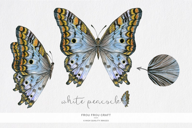 Puede incluir: Una ilustraci&oacute;n de acuarela de una mariposa pavo real blanca con marcas amarillas, naranjas y negras en sus alas. La mariposa se muestra en tres vistas diferentes, incluyendo un primer plano del patr&oacute;n de las alas. El texto "white peacock" est&aacute; escrito debajo de la mariposa.