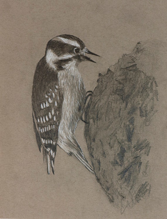 Pic Chevelu Oiseau Dessin Original Au Crayon Chambre Denfant Chambre Salle De Bain Art