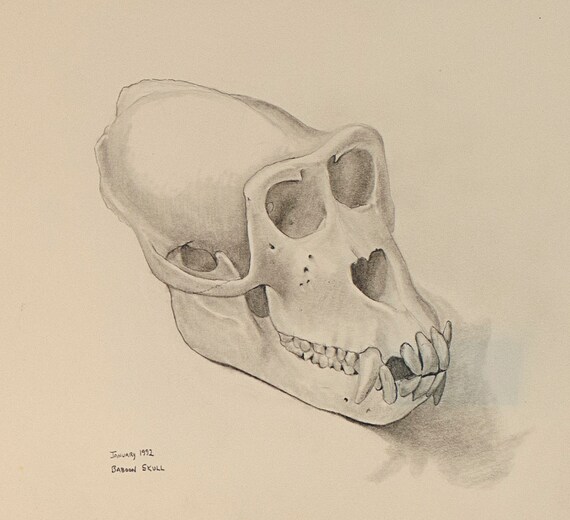 Pawian Czaszka Anatomia Zwierzęta Ołówek Rysunek Original Art