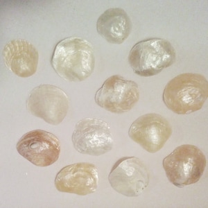 May include: A selection of small, iridescent seashells in various shapes and sizes. The shells vary in colour from white to light tan, with a shimmering, textured surface. Some shells have a small hole.
