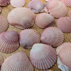 Peut inclure: Plusieurs coquillages roses et blancs de différentes tailles, disposés sur une surface en bois. Les coquillages présentent une texture côtelée et varient en couleur, certains montrant des nuances de violet.