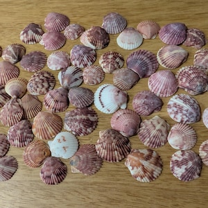 Peut inclure: Une collection de coquillages variés dans des tons de rose, blanc et marron, disposés sur une surface en bois. Les coquillages varient en taille et en motif, avec des surfaces nervurées et texturées. Un élément décoratif naturel.