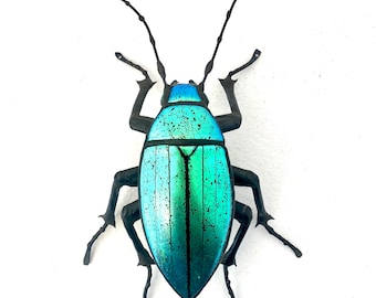 Blue Green Click Beetle