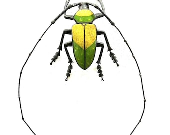 Longhorn Beetle