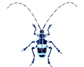 Banded Alder Borer Beetle