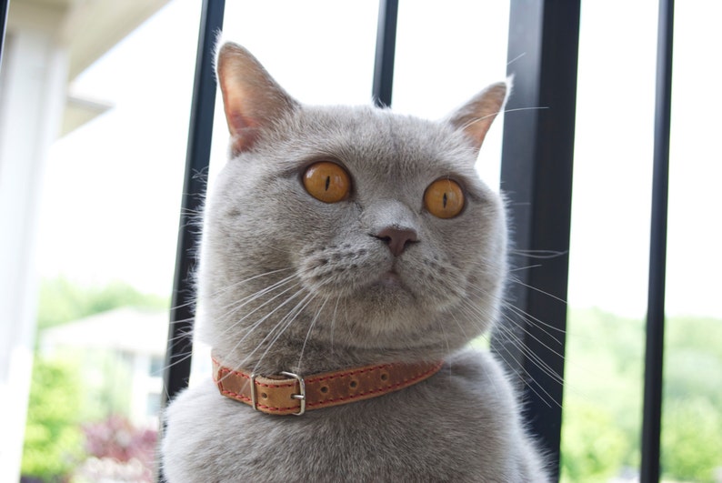Cat Collar Leather Cat Collar Personalized Cat Collar Tag Etsy