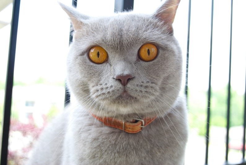 Cat Collar Leather Cat Collar Personalized Cat Collar Tag ...