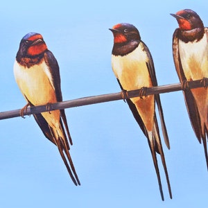 Tarjeta de felicitación Swallows I Interior en blanco 12,5 cm x 18 cm del trabajo original de Janet Carson I Summer Swallows