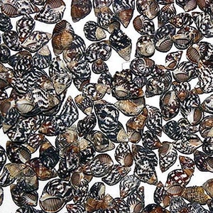 May include: A collection of small, black and white seashells with brown markings. The shells are arranged in a random pattern on a white background.